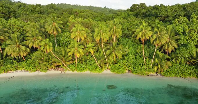 Lush green palm trees line a pristine white sand beach, meeting clear turquoise water of Pacific Ocean under a bright sky on Tegua, Torres Islands, Vanuatu. Tropical paradise. Aerial view drone flight