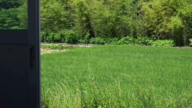 駅舎の扉から眺める夏の緑豊かな田園風景