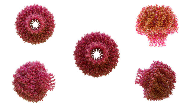 3D structure of cryo-EM engineered oncolytic herpes simplex virus hsv-1 capsid from five different angles, 16bit high precision image primarily for melanoma and solid tumor immunotherapy 3D render.