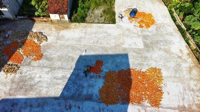 Cinematic aerial: Farmers spreading and raking corn kernels on village basketball court during autumn harvest