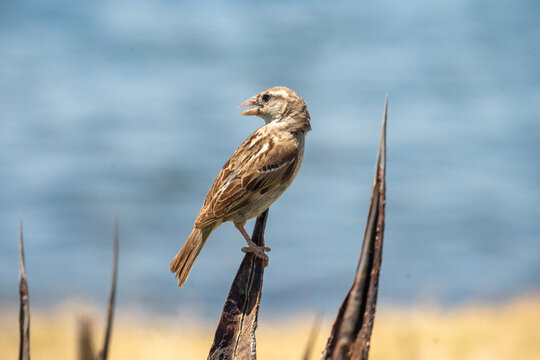 House sparrow (Passer domesticus) perched on an agave plant on the beach, in Hammamet, Tunisia