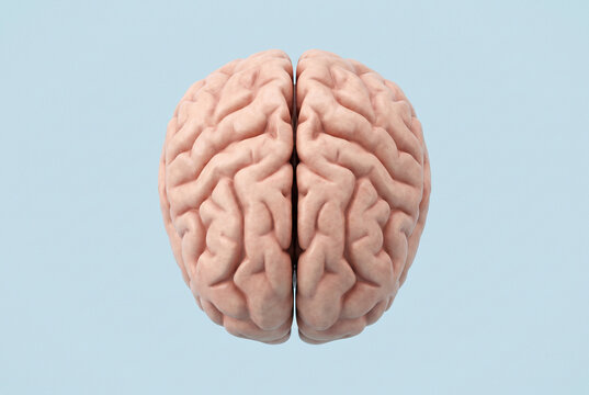 Realistic Human Brain Anatomy Top View with Detailed Gyri and Sulci on Blue Background for Neuroscience and Medical Education