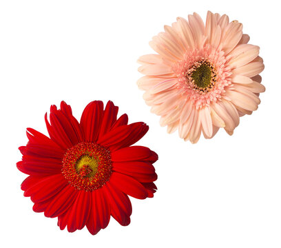 Red and Pink Daisy, Gerbera, Top View, Transparent Background Ornaments for Wedding Card or Greeting Card