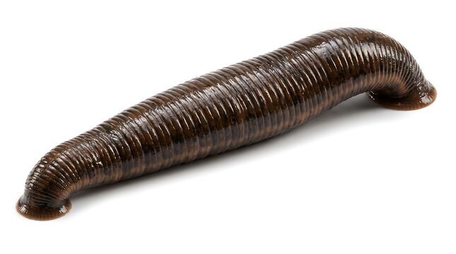 A single medicinal leech isolated on a white background.