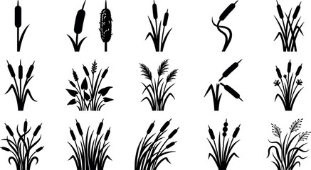 Cattail reed and swamp grass silhouette collection vector illustration set featuring riverbulrush, bulrush, and marsh vegetation isolated on white background. © MDSOHAG