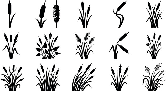 Cattail reed and swamp grass silhouette collection vector illustration set featuring riverbulrush, bulrush, and marsh vegetation isolated on white background.