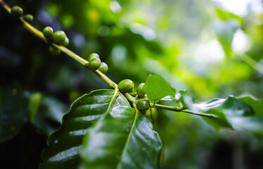 Close up Fresh organic red coffee cherries, raw berries coffee beans on coffee tree plantation. © paul