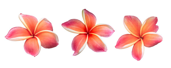 set of orange blooming plumeria flowers isolated on white background included clipping path © Ratana21
