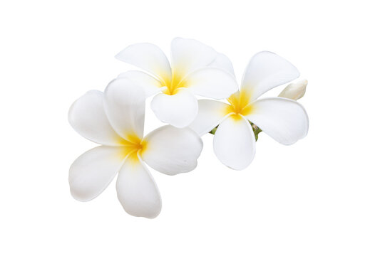 white blooming plumeria bouquet flower isolated on white background included clipping path