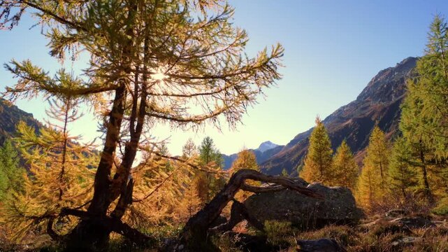 Warm, shimmering sunlight filters through the golden leaves of larch trees, surrounded by a majestic mountain landscape and clear blue skies.