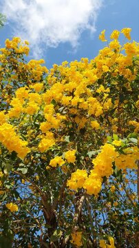 Yellow Tabebuia flowers blooming, swaying gently in the wind against a blue sky with soft white clouds. Vertical video.