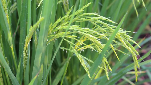 Close-up 4K video of green rice ears with dew drops after rain in a paddy field