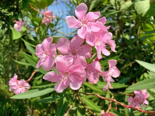 Fototapeta premium Pink Oleander Flowers Blooming in Natural Garden Sunlight