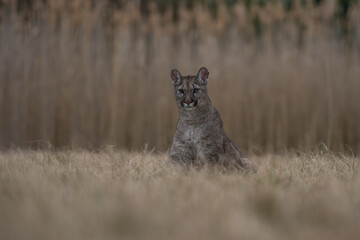 Cougar (Puma concolor), also commonly known as the mountain lion, puma, panther, or catamount. is the greatest of any large wild terrestrial mammal in the western hemisphere. © vaclav