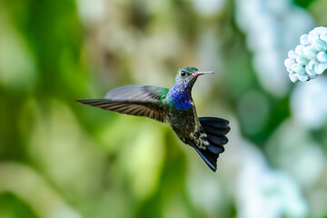 Obraz premium Sparkling violetear (Colibri coruscans) Ecuador