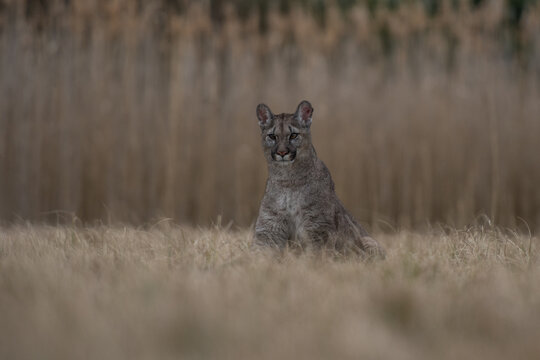 Cougar (Puma concolor), also commonly known as the mountain lion, puma, panther, or catamount. is the greatest of any large wild terrestrial mammal in the western hemisphere.