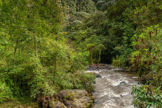 Rushing mountain stream flowing through a lush green tropical forest with wilderness, tropical