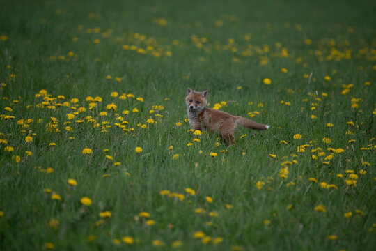 Young red fox kit sitting in a field of wild yellow dandelions and lush green grass with wildlife