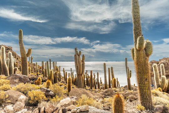 Salar de Uyuni salt plains with large cactuses of island Incahuasi at sunrise time, Andean Altiplano, Bolivia, South America.