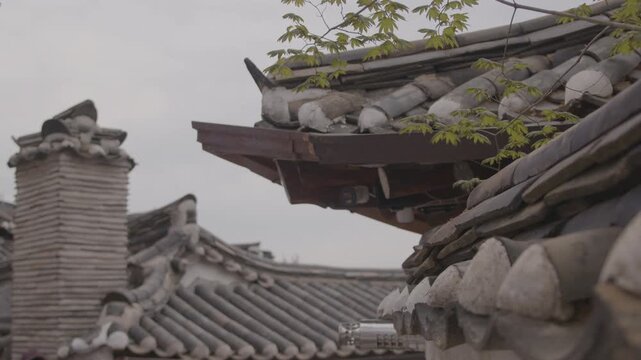 Korean maple branches hang over traditional tile-topped walls in Bukchon Hanok Village, Seoul