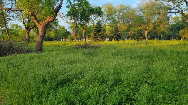 Lush green grass inside Ni&scaron; Fortress, Serbia, glowing in soft evening light. Peaceful spring scenery with trees, a tranquil urban oasis blending historic heritage, nature, and relaxation