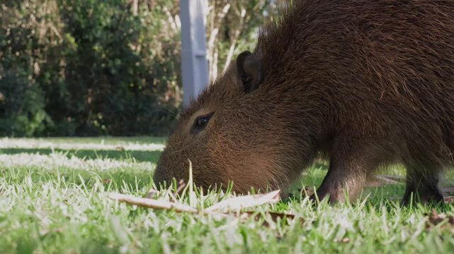 A calm capybara eating in the grass.