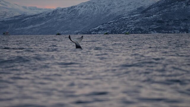 Orca tail fluke diving beneath Arctic fjord at twilight, editorial
