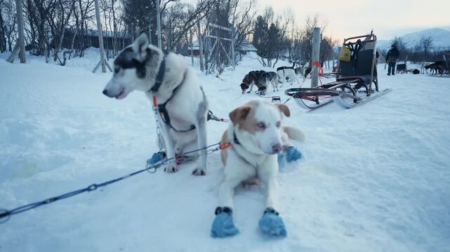 Harnessed sled dogs wearing protective booties rest on snowy Arctic trail in Norway