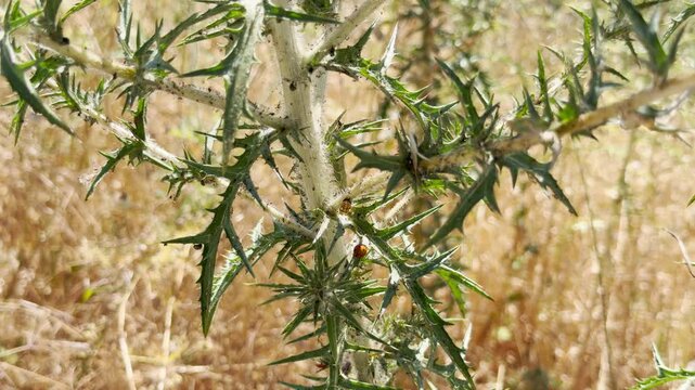 A tiny ladybug pupa rests safely on a prickly green thistle plant. It grows under the warm summer sun in a dry field in Crimea. This quiet scene brings a feeling of wonder.