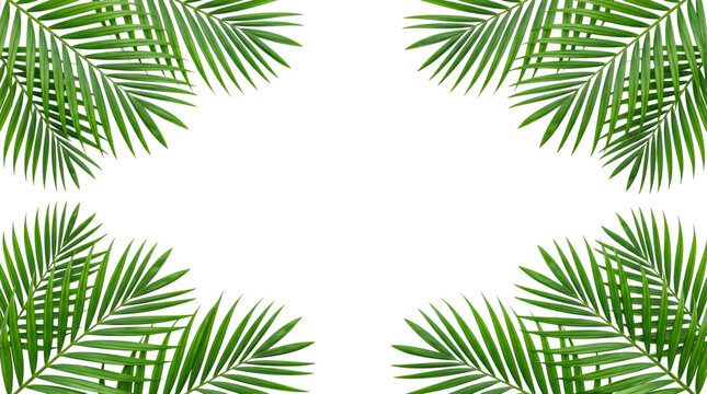 Tropical palm leaf frame on white background, green coconut leaves border for summer design, exotic botanical foliage layout with copy space