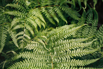 Close up of green fern fronds with soft shallow depth of field natural botanical background © Kafi