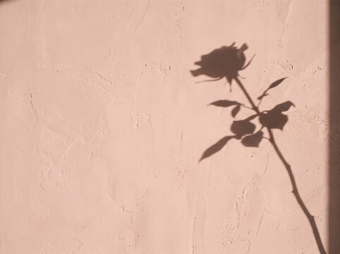 Architectural shadow photography of a rose flower shadow cast on blush pink wabi-sabi plaster wall for minimalist Valentine's Day and luxury cosmetics background