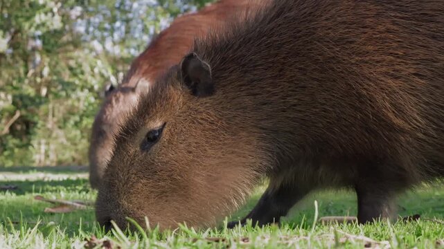 A calm capybara eating in the grass.