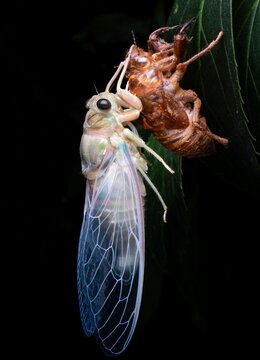 A newly emerged cicada hanging beside its empty exoskeleton during the molting process on a tree branch at night. Close-up wildlife image showing insect metamorphosis with detailed wings and natural b