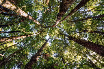 Fototapeta premium Low angle upward view of tall tropical trees with sunlit canopy converging toward the bright sky