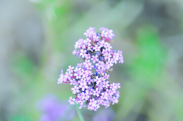 Obraz premium Verbena bonariensis or Vervain or Verbenaceae or Verbena officinalis or purple flower or purpletop vervain