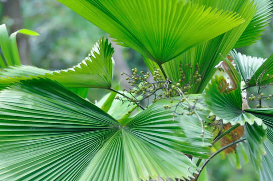 Licuala grandis H Wendl ex Linden, Palas Payung or Ruffled Fan Palm or Vanuatu Fan Palm or ARECACEAE