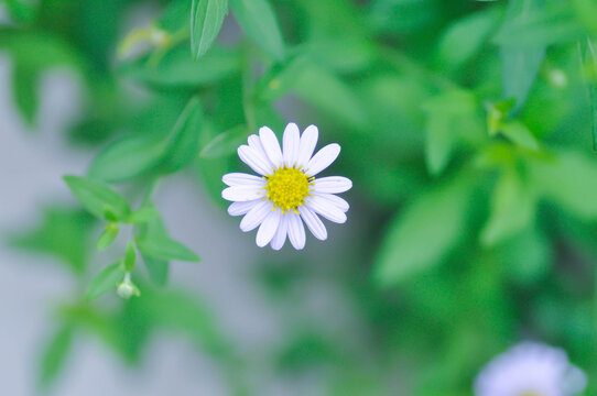 Indian Aster or Kalimeris indica or Oriental Kalimeris or purple flower