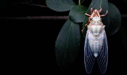 Extreme macro photograph of a cicada head showing detailed compound eyes, mouthparts, and textured exoskeleton. High-detail insect portrait for entomology and wildlife concepts. © Danan