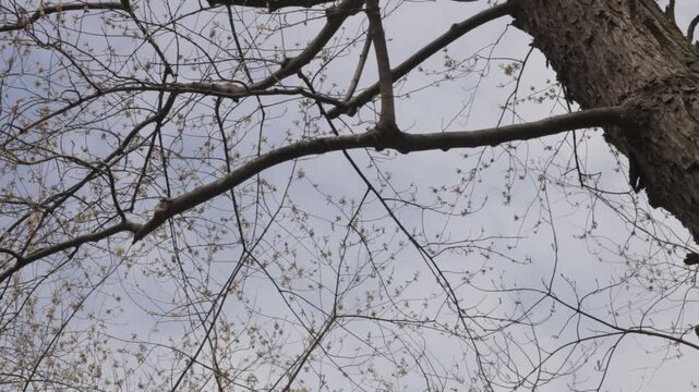 Low angle view of tree branches with early spring buds in Frognerparken
