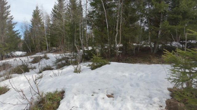 Ground-level view of a snow-covered forest floor with young pine saplings and birch trees during early spring thaw in the scenic Frognerseteren woodland area above Oslo, Norway.