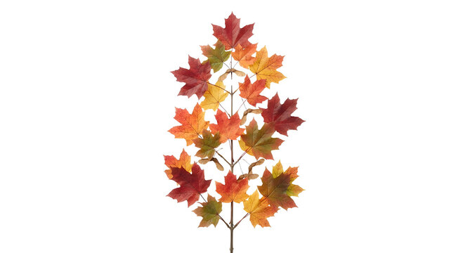 Vibrant autumn maple leaves branch with red, orange, and yellow foliage isolated on a black background