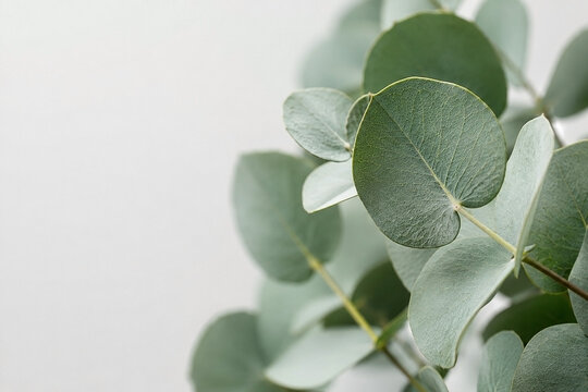 Fresh Eucalyptus Leaves with Soft Green Copy Space Background