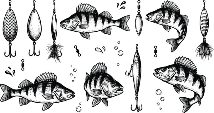 Vintage Hand Drawn Fishing Lures and Perch Fish Vector Set with Engraved Spoon Baits, Spinners, and Hard Baits for Angler Equipment Portals and Retail Store Brandings