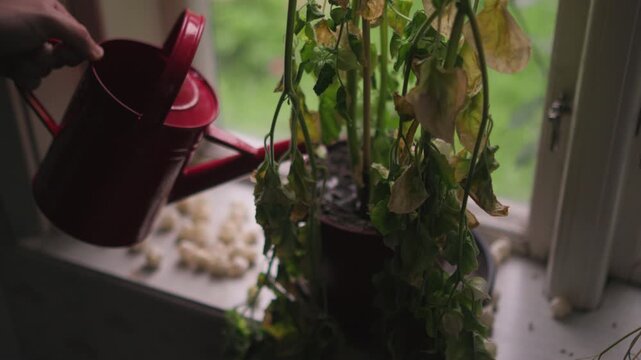 Close-up of a person watering a wilted houseplant by a window, showing practical indoor gardening and an attempt to restore moisture to dry, drooping leaves.