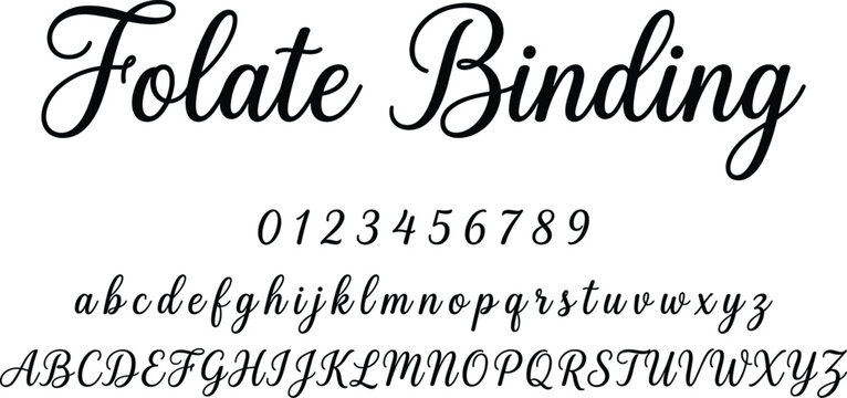 Folate Binding script typeface vector illustration featuring cursive alphabet and numbers in elegant handwritten style with connected letters and smooth curves