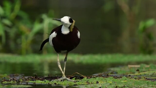 Captivating macro shot of a wild Pheasant-tailed Jacana (Hydrophasianus chirurgus) using its oversized feet to walk over delicate green lily pads in search of prey.