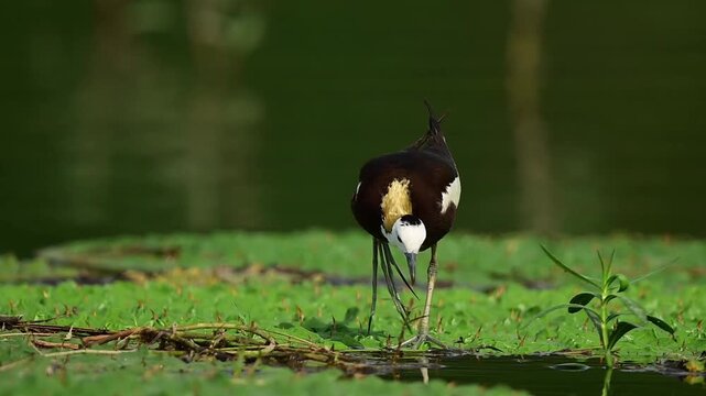 This close-up footage captures the precise movements of a breeding adult Pheasant-tailed Jacana as it navigates a dense carpet of floating wetland vegetation.