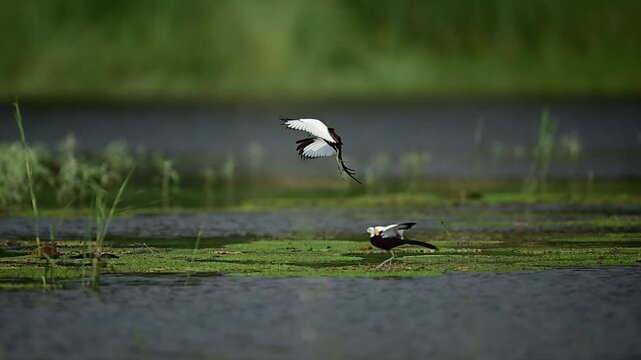 Witness the dramatic intensity of nature as two rival Pheasant-tailed Jacanas clash mid-air, wings spread and talons ready, defending their breeding boundaries on a calm pond.