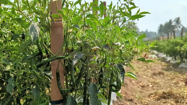 green chili pepper cultivation in tropical agricultural field 